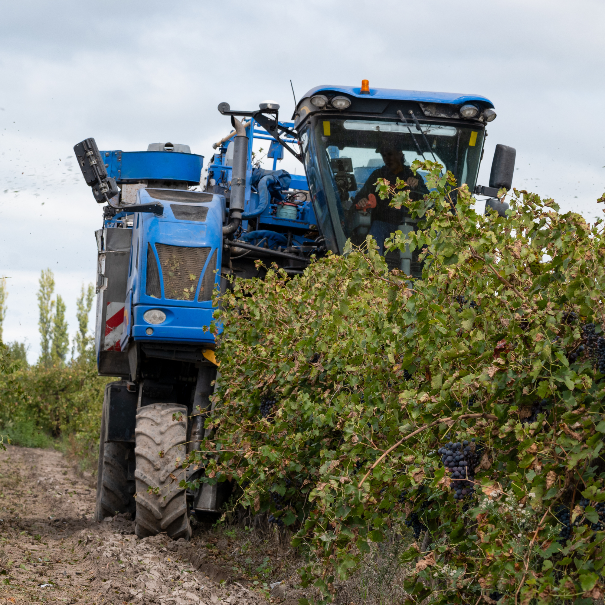 Agriculture and Local Business